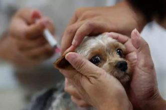 动物过敏疫苗可以引领人类前进
