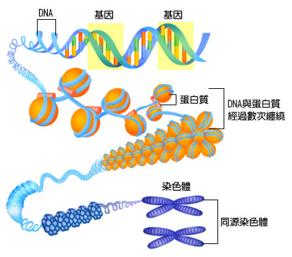 内含DNA的蛋白质状态控制细胞如何维持身份