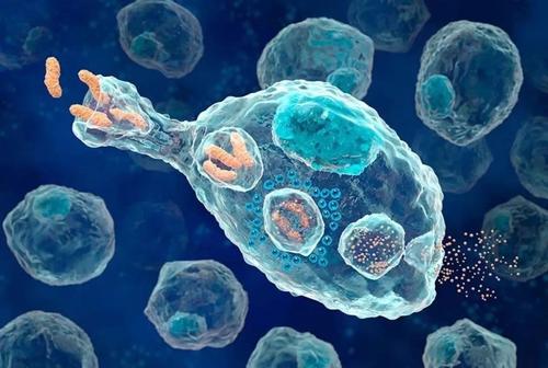 人体最早的免疫细胞经工程改造 由干细胞产生时发出绿色光