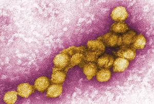 胰岛素可以增强蚊子对西尼罗河病毒的免疫力