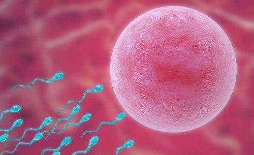 跳跃的基因威胁卵细胞质量