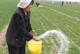 植物种子研究为化肥的可持续替代品提供了基础