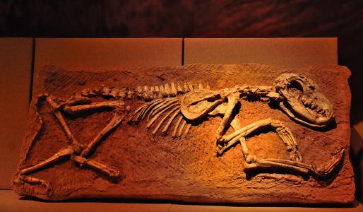 神秘笼罩最古老的动物化石解决了