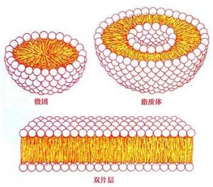 研究人员开发出新的模型来模拟脂质在膜中的积累