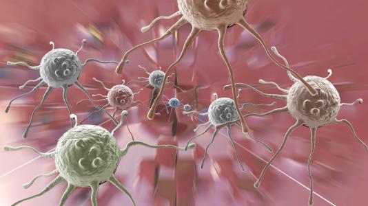 在免疫反应期间 许多免疫细胞会成长为功能增强的细胞