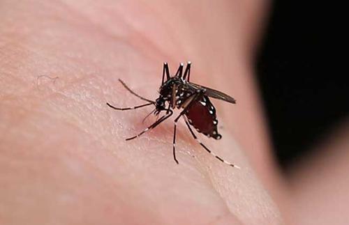 蚊子利用重新定位的祖传冷却感受器寻找热量