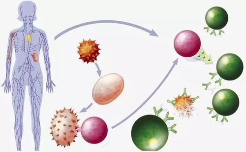 免疫系统的发育因年龄部位和贫血而异