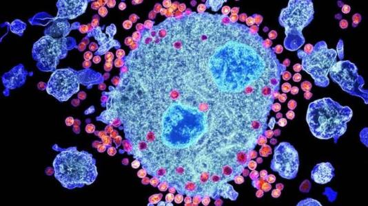 HIV抗体疗法与感染个体免疫反应增强有关