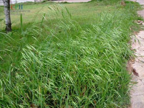 可以预测小麦杂草的生长会减少除草剂的使用