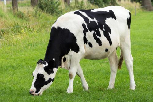 奶牛酸化的产前饮食中添加的钙有利于未来繁殖