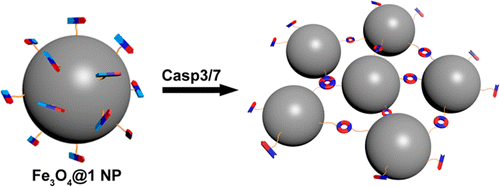 酶caspase-8控制细胞凋亡坏死和发烧