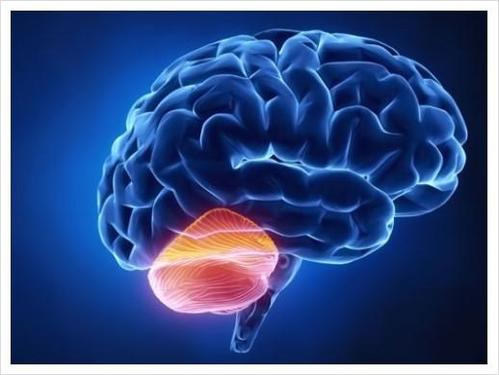 脑干细胞在MS患者中衰老更快