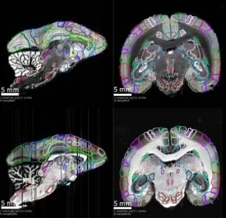 神经图详细说明了灵长类动物的连接组