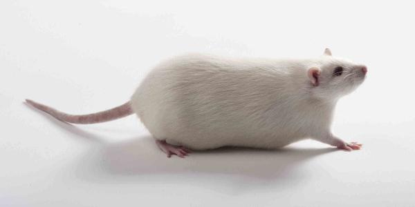 在大鼠中发现情绪镜像神经元