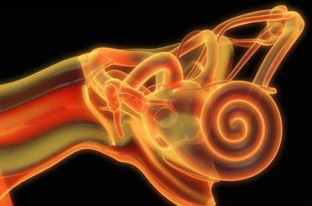 研究表明如何调节静电相互作用以控制涡旋状的耳蜗结构