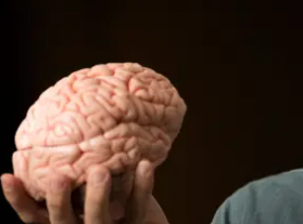 研究结果重写了丘脑在意识中的作用