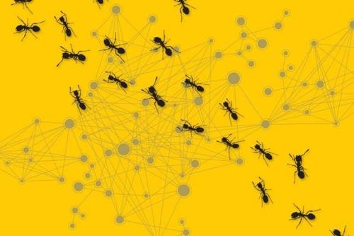 蚁群螺旋挖掘技术创造了有效和致命的陷阱