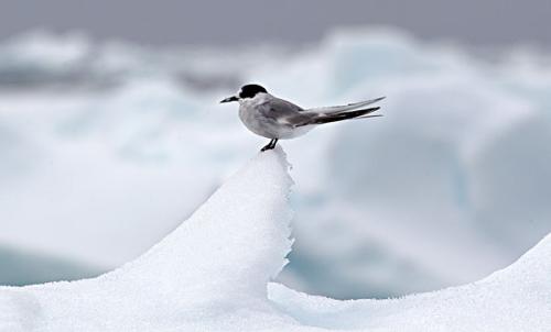 北极燕鸥陆上迁徙中显露出来