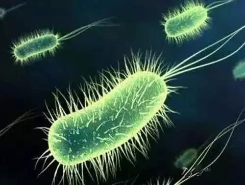 研究人员在土壤细菌中发现抗炎脂肪
