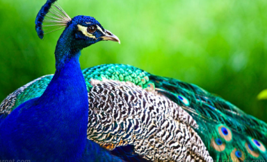 孔雀鲜艳色彩使它免受掠食性哺乳动物的侵害