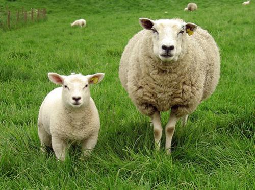 暴露于主要存在于绵羊中的毒素可能与人类多发性硬化症的发展有关