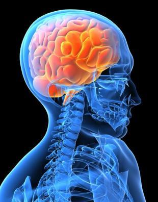3D微型大脑加速药物筛选和脑功能研究