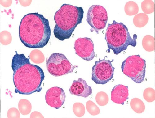 白血病细胞可以通过表观遗传学改变转化为非癌细胞