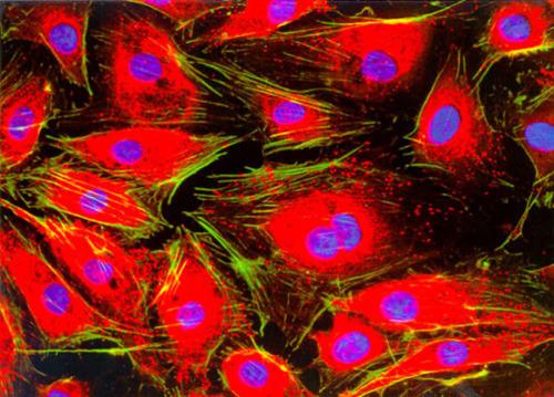 内皮细胞数据库可以增强我们对哺乳动物体内近100000km的特殊血管功能的了解