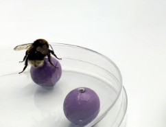 研究发现大黄蜂通过视觉和触摸识别物体