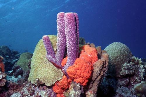 科学家首先在海洋海绵中开发快速细胞分裂