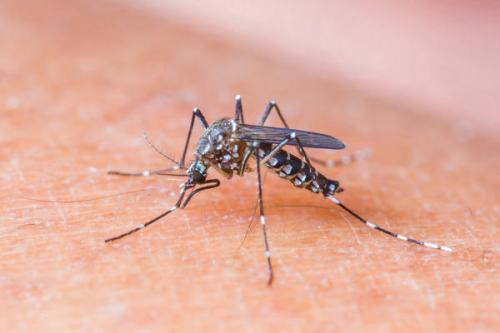 用普通细菌感染蚊子可以大大减少登革热的感染