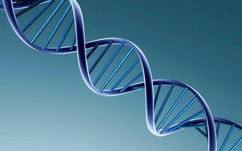 跳跃基因在稳定DNA折叠模式中起着令人惊讶的作用