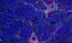巨型神经元可以直接控制自己的血液供应