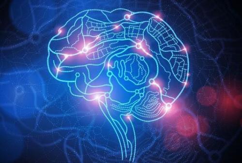 科学家发现大脑可塑性的基本规则