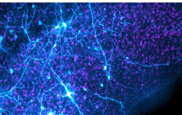 小鼠中脑的逃避决策神经元