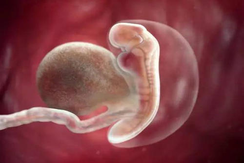 研究提供了对胚胎发育黑匣子的初步了解
