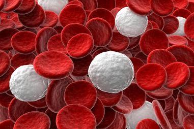 科学家发现细胞之间的流氓通信如何导致白血病