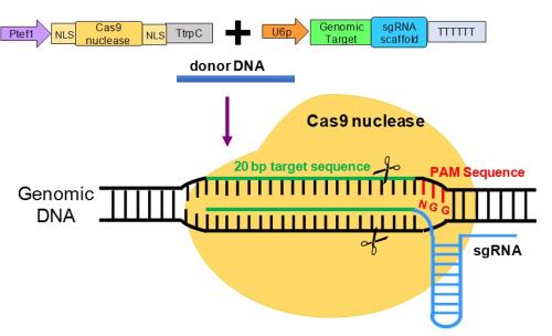 CRISPR编辑的癌细胞的第一阶段i临床试验表明细胞安全耐用