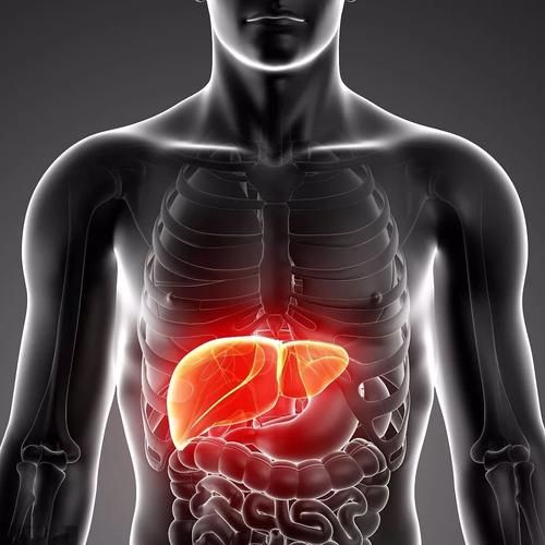 人体肝脏的3D模型可以更好地诊断