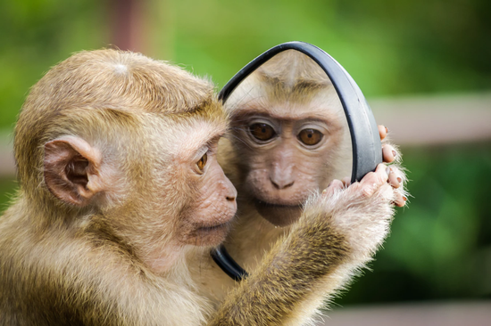 研究人员刺激了猴子大脑中对于意识至关重要的区域