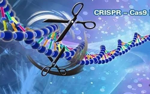 改良的CRISPR基因编辑工具可改善HIV与镰状细胞病的治疗方法