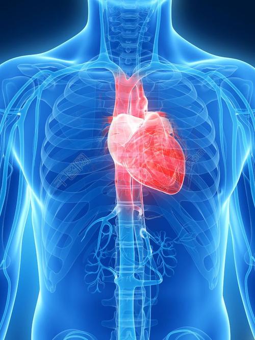 研究发现心脏蛋白损失与心律失常和猝死的遗传原因相关
