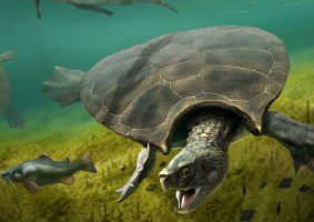 古生物学家发现巨型淡水龟的新化石