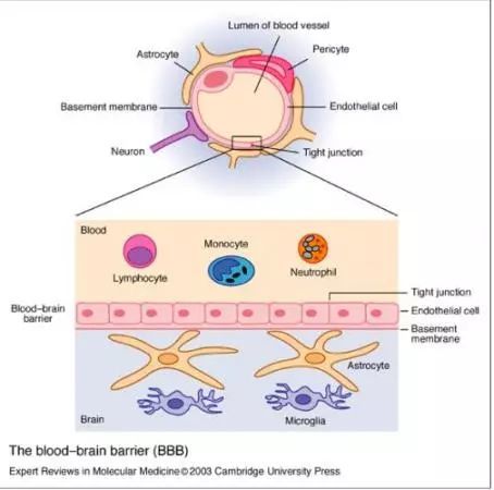 科学家们开发出一种更好的抗癌药物来穿越血脑屏障