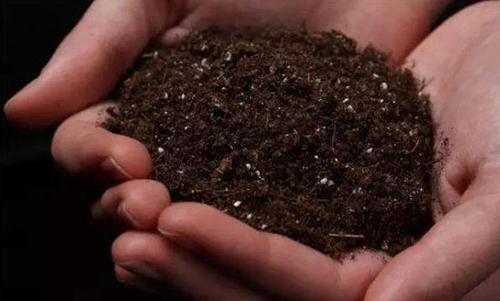 土壤特征可预测慢性浪费病的持久性