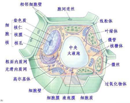 新工具使用RNA测序来绘制丰富的细胞和组织功能图