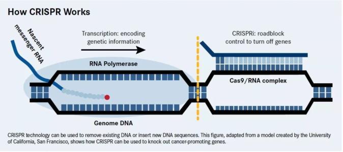 快速分析CRISPR编辑的新工具揭示了意外编辑的频繁产生