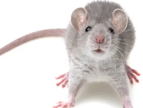 小鼠可以用来研究复杂决策的神经回路