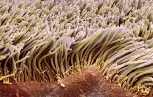 研究表明纤毛和囊泡如何促进细胞外囊泡的产生