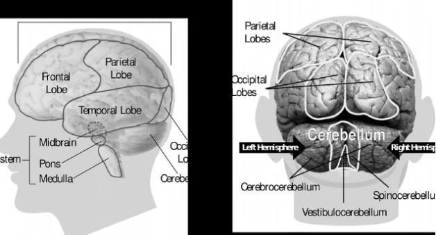 一项新研究明确了阿尔茨海默氏症在大脑中的早期和深部出现